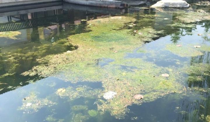 河北省保定市公園水生態之汙水香蕉视频播放器處理